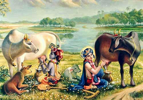 Krsna and balarama milking cows