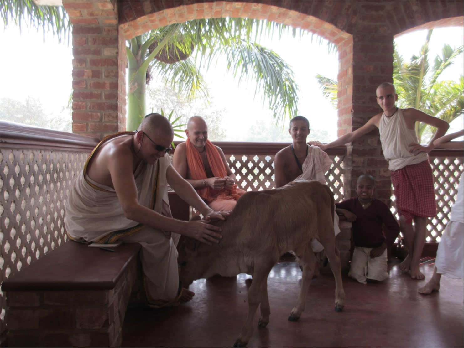 author caessing calf at gurukula