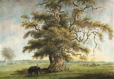 elephant and banyan