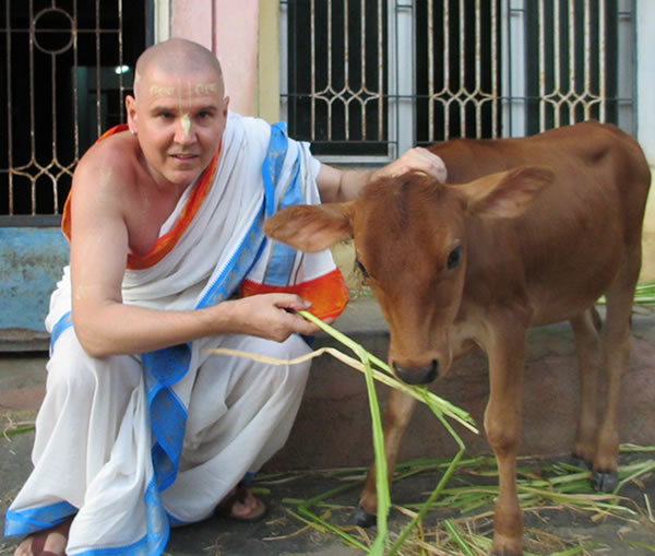 In Srirangam with calf.